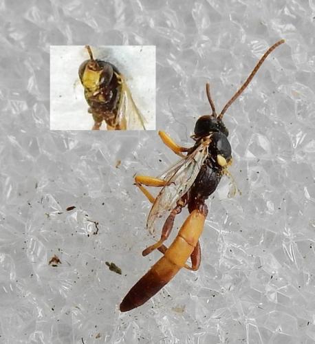 Réf. 243 909 : Ichneumoninae inconnu
